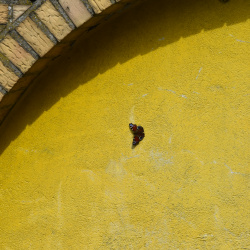 2018-03 Pfauenauge im Garten