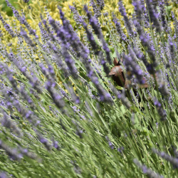 2023-07 Zuhause Lavendel